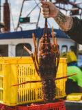 Wild Caught Lobster Tails – Fresh & Juicy